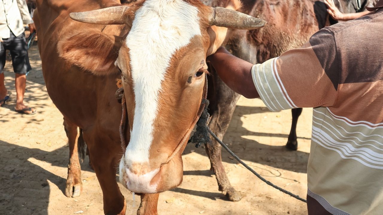 2024 Kurban Bayramı tatili perşembe ve cuma gününün birleşmesiyle 9 güne çıktı 2024 Kurban Bayramı tatili perşembe ve cuma gününün birleşmesiyle 9 güne çıktı - 2. Resim