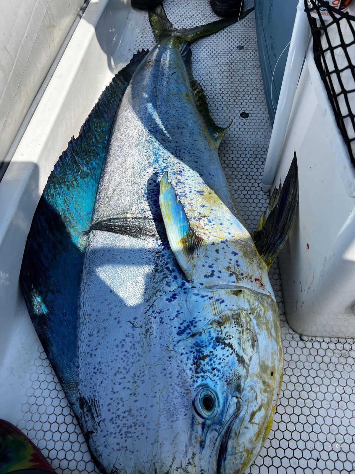 Adanalı balıkçıların 'lambuka' keyfi! Dev balığın kilosu şaşkına çevirdi - 2. Resim