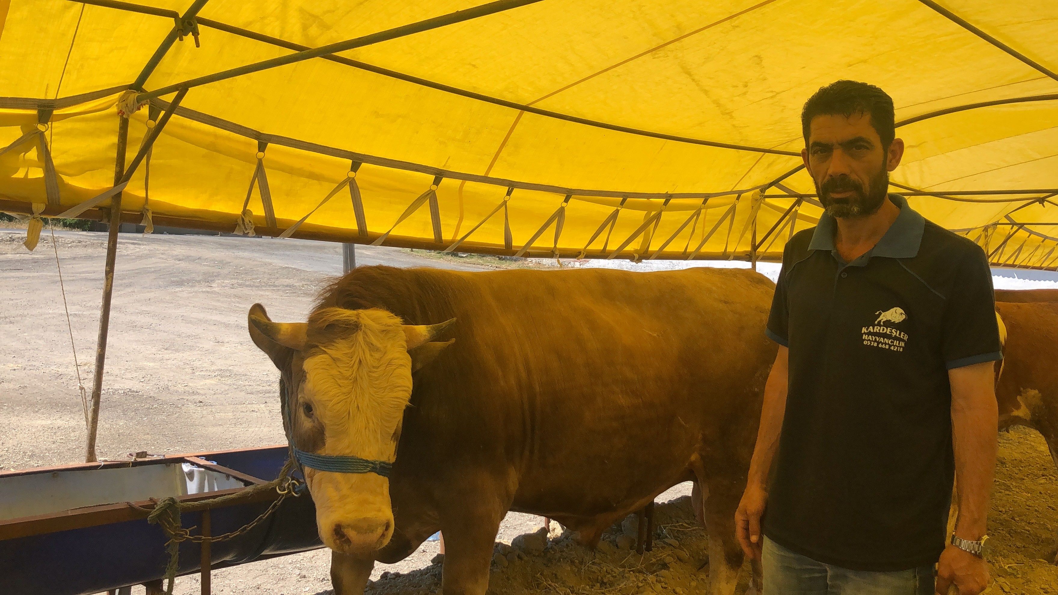 Kurbanlıklar ne kadar? 800 kiloluk 'Paşa' için bakın kaç para isteniyor Kurbanlıklar ne kadar? 800 kiloluk 'Paşa' için bakın ne kadar isteniyor - 1. Resim