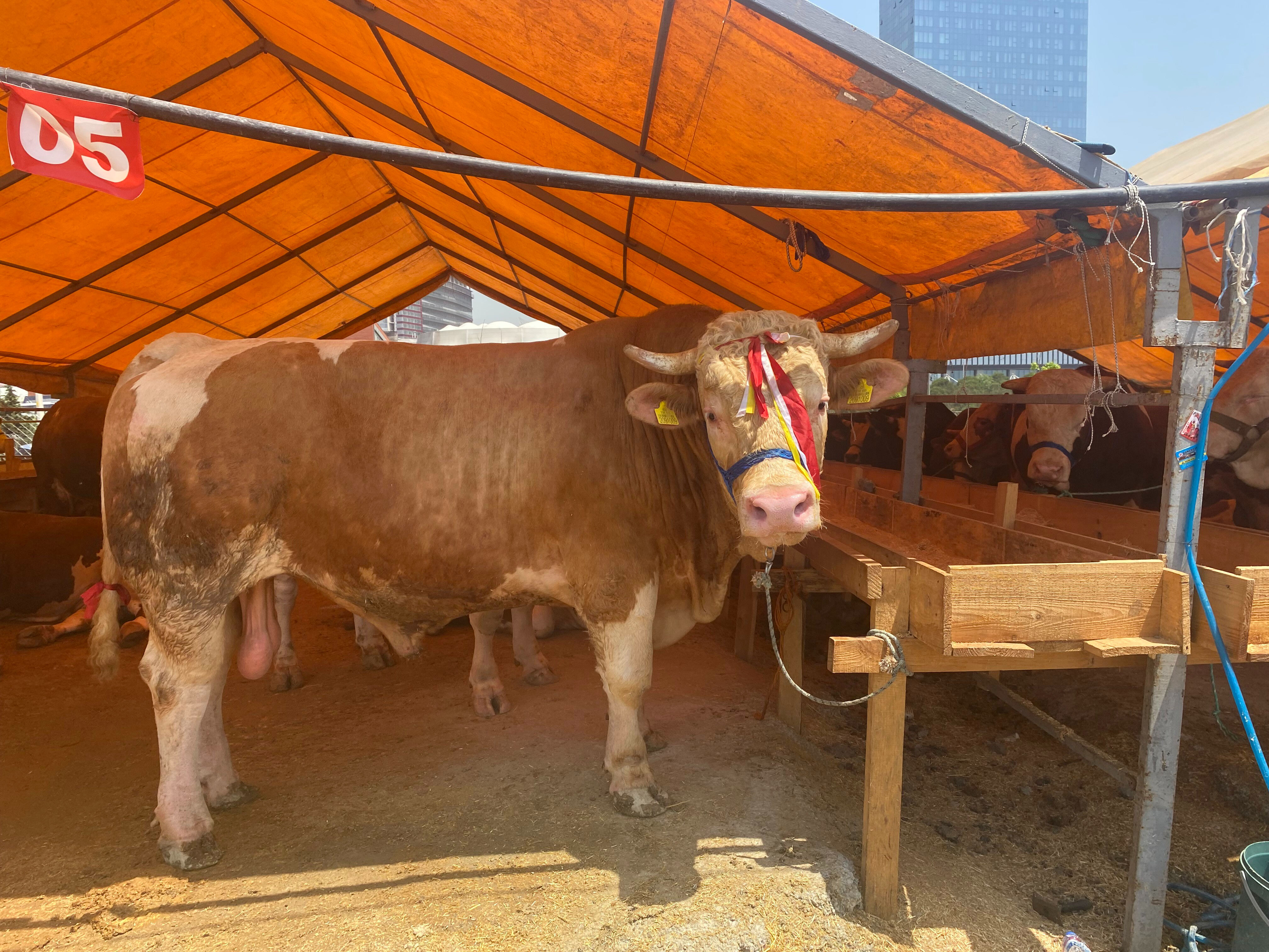 1 tonluk "Kral" ve "Paşa" alıcısını bekliyor! İşte istenen ücret - 1. Resim