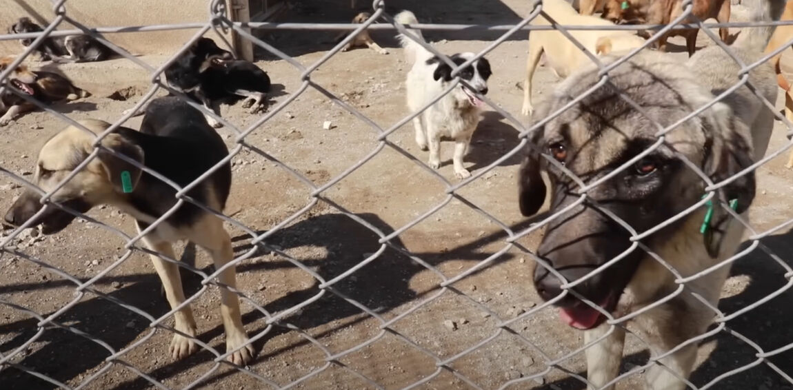 BBC, başıboş köpekler üzerinden Türkiye’yi hedef aldı! ‘Uyutulma’ önerisini çarpıttı - 4. Resim
