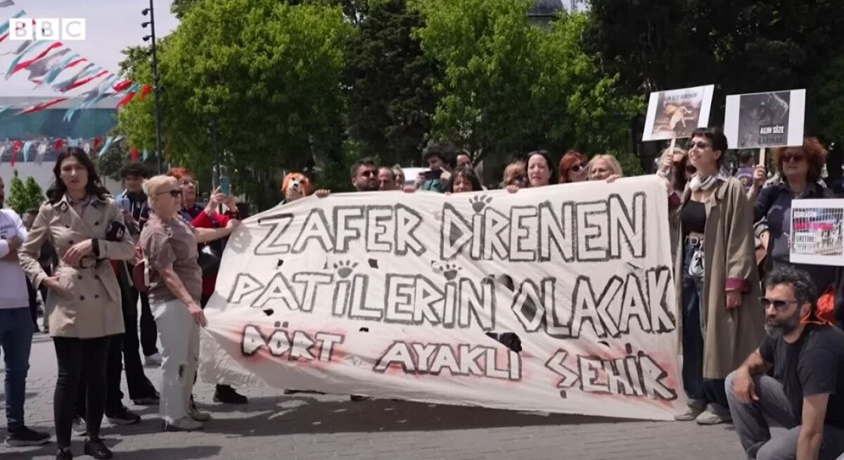 BBC, başıboş köpekler üzerinden Türkiye’yi hedef aldı! ‘Uyutulma’ önerisini çarpıttı - 2. Resim
