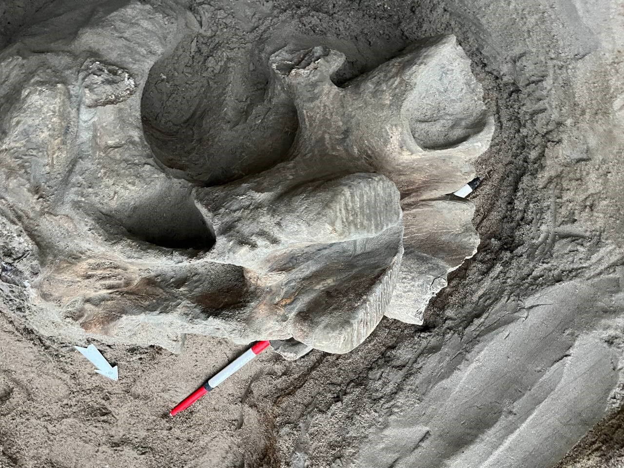 Kırgızistan'daki taş ocağında 4 bin yaşında mamut kemikleri bulundu - 2. Resim