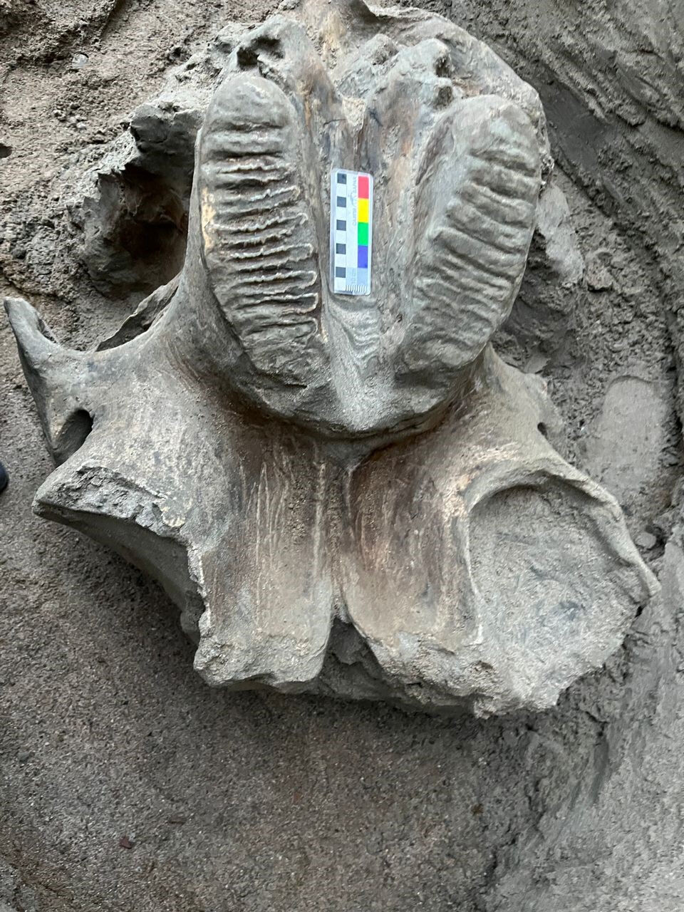 Kırgızistan'daki taş ocağında 4 bin yaşında mamut kemikleri bulundu - 3. Resim