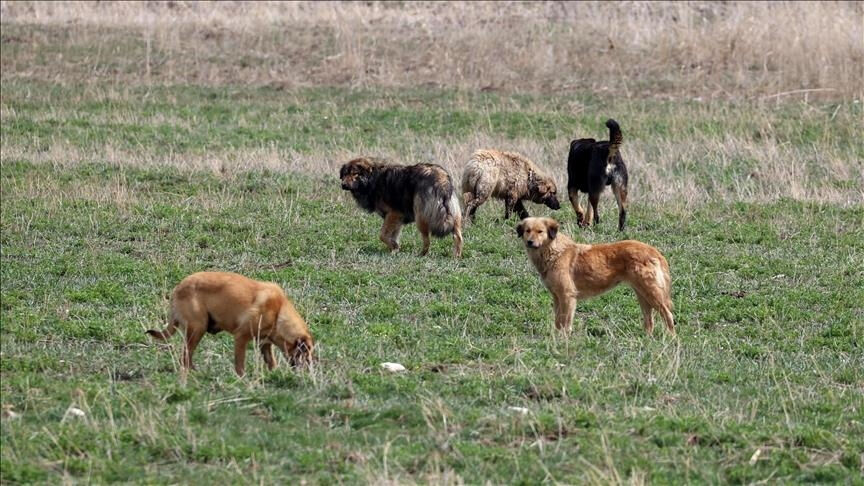 Türkiye'nin başıboş köpeklere karşı tavrı 2 yılda değişti! Uyutulsun diyenlerin oranı arttı Türkiye'nin başıboş köpeklere karşı tavrı 2 yılda değişti! Uyutulsun diyenlerin oranı arttı - 4. Resim