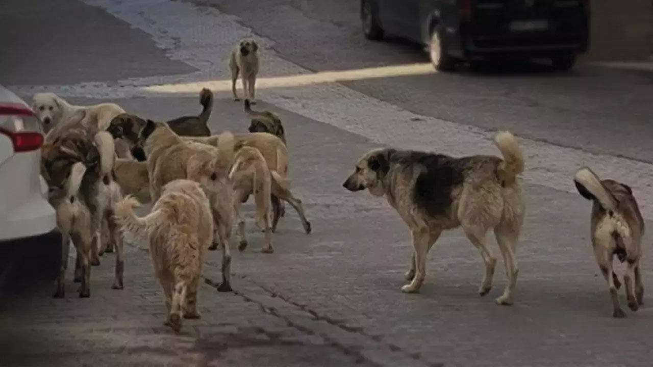 Türkiye'nin başıboş köpeklere karşı tavrı 2 yılda değişti! Uyutulsun diyenlerin oranı arttı Türkiye'nin başıboş köpeklere karşı tavrı 2 yılda değişti! Uyutulsun diyenlerin oranı arttı - 1. Resim
