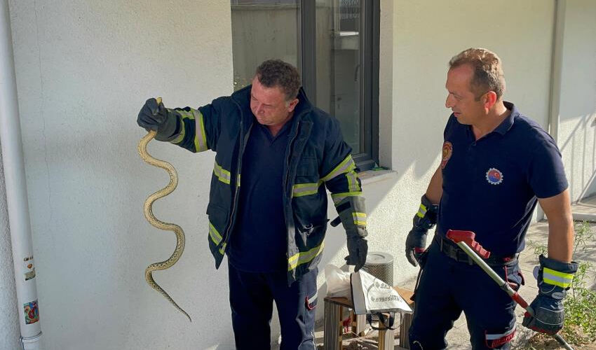 Apartmana giren yılan korkuttu! Gören kaçacak delik aradı - 2. Resim