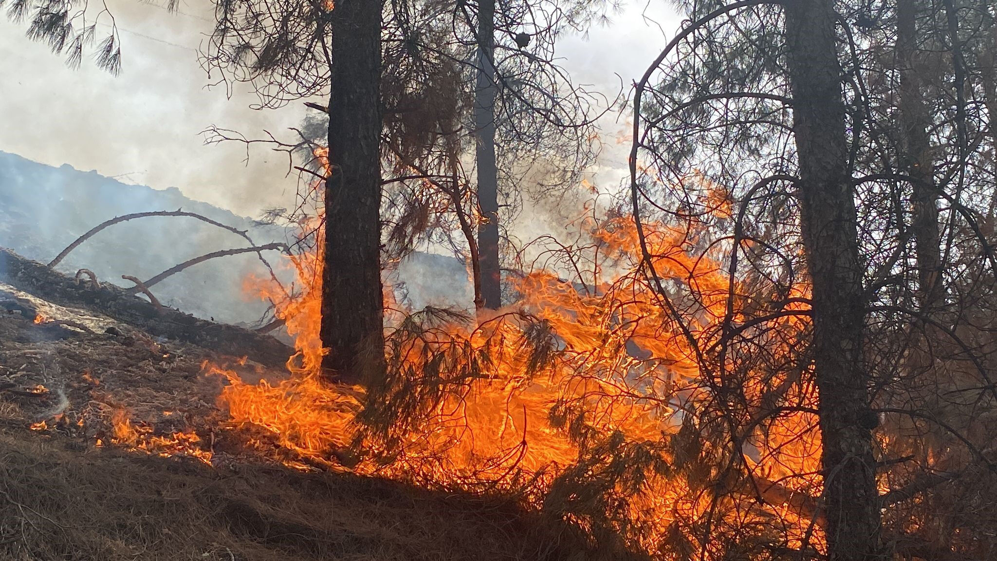 Denizli'de orman yangını! Hava desteği istendi, evlere ulaşmak üzere - 1. Resim