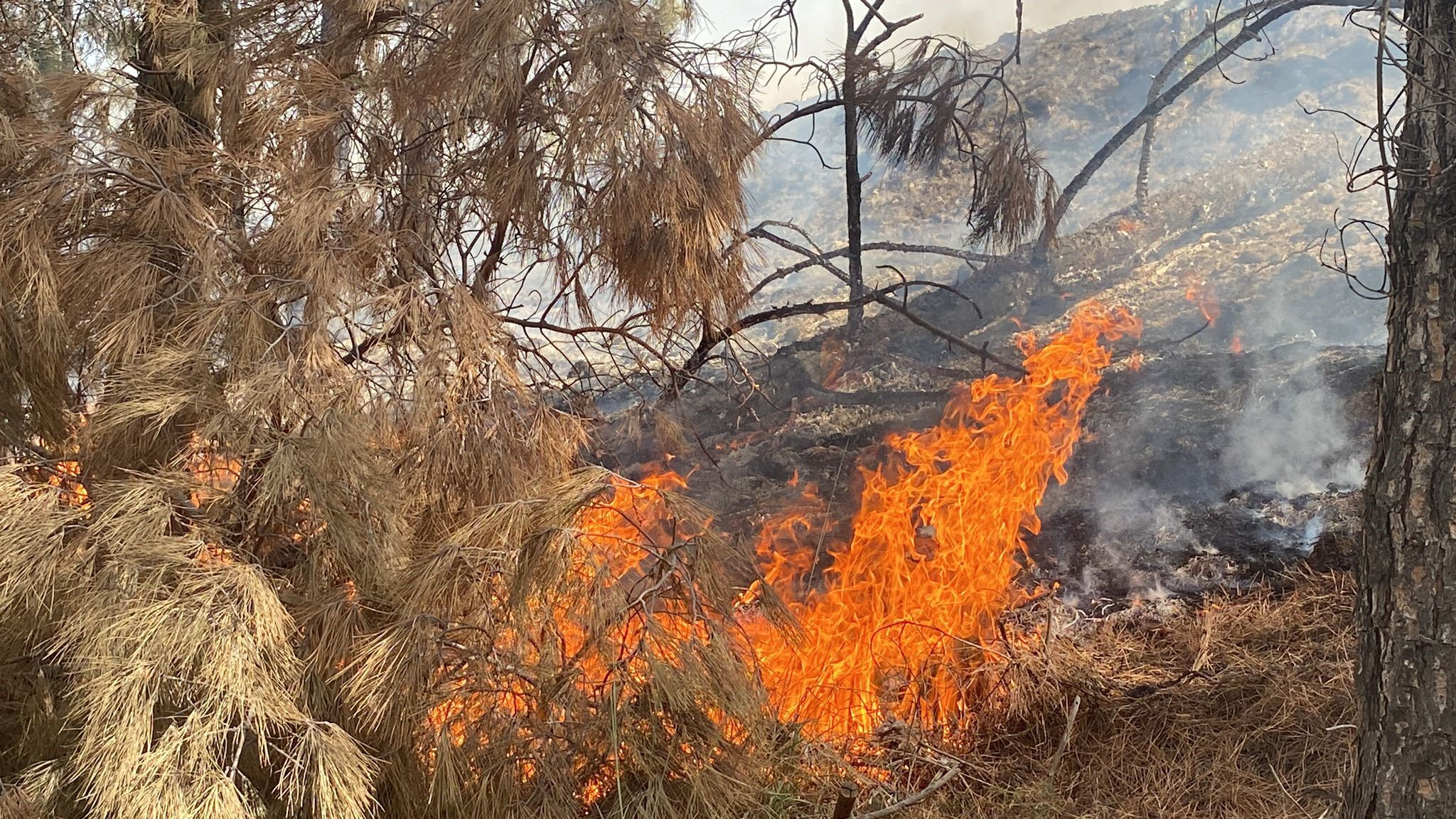 Denizli'de orman yangını! Hava desteği istendi, evlere ulaşmak üzere - 2. Resim