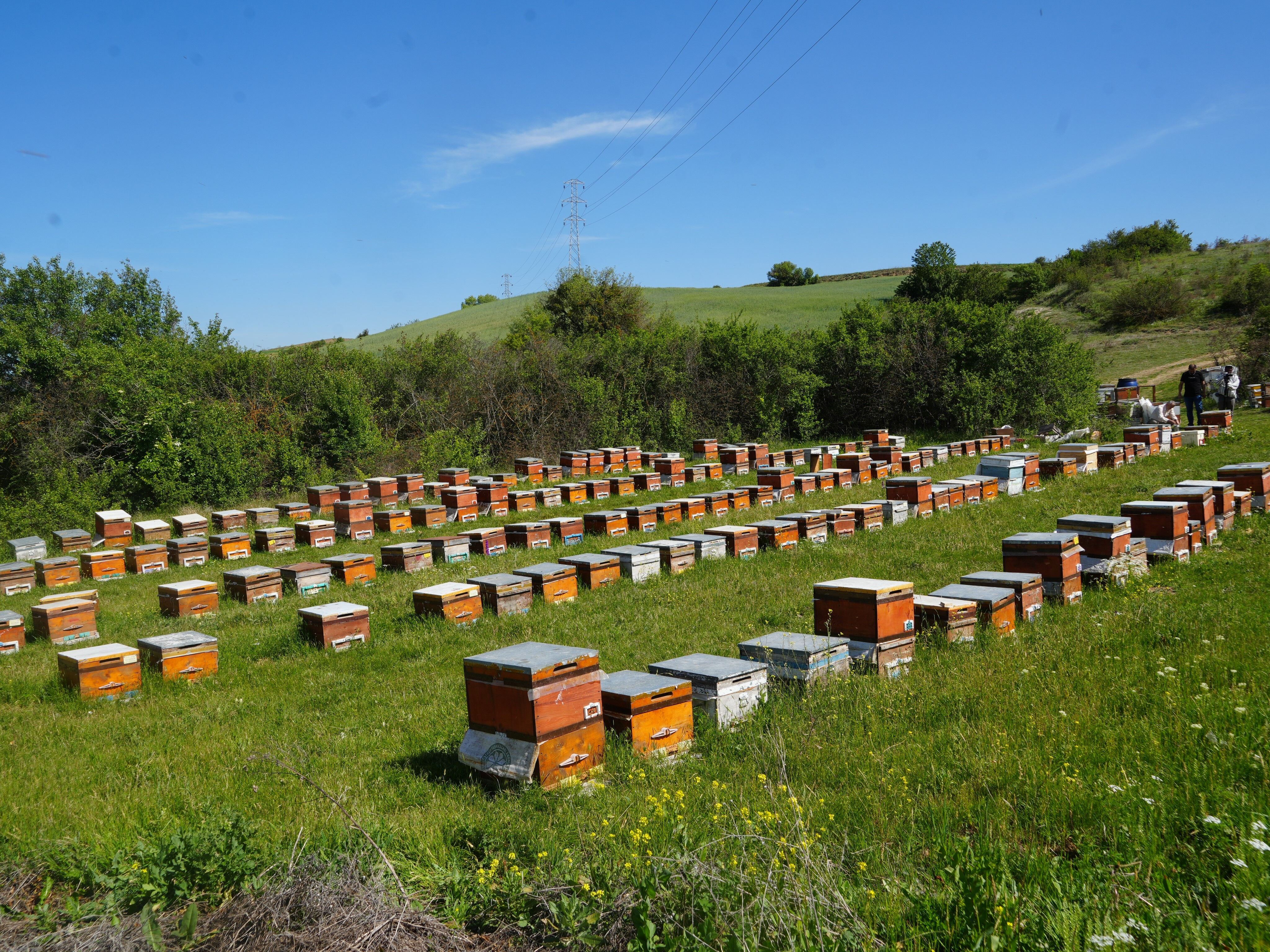 İsmini daha önce hiç duymadınız! Arıcıların korkulu rüyası, bal üretimine neşter vuran tehlike... Pik yapmış durumda - 1. Resim