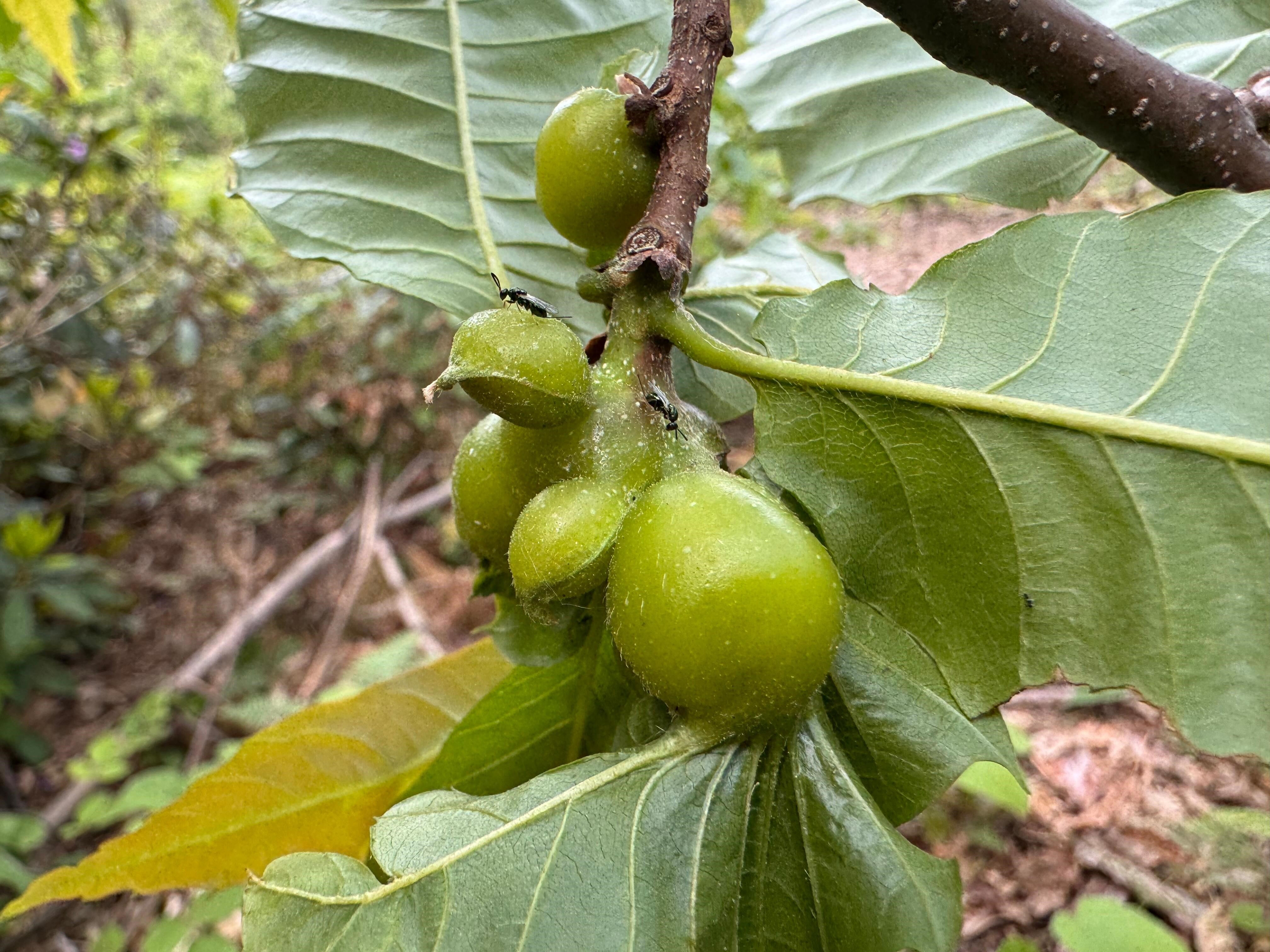 İsmini daha önce hiç duymadınız! Arıcıların korkulu rüyası, bal üretimine neşter vuran tehlike... Pik yapmış durumda - 2. Resim