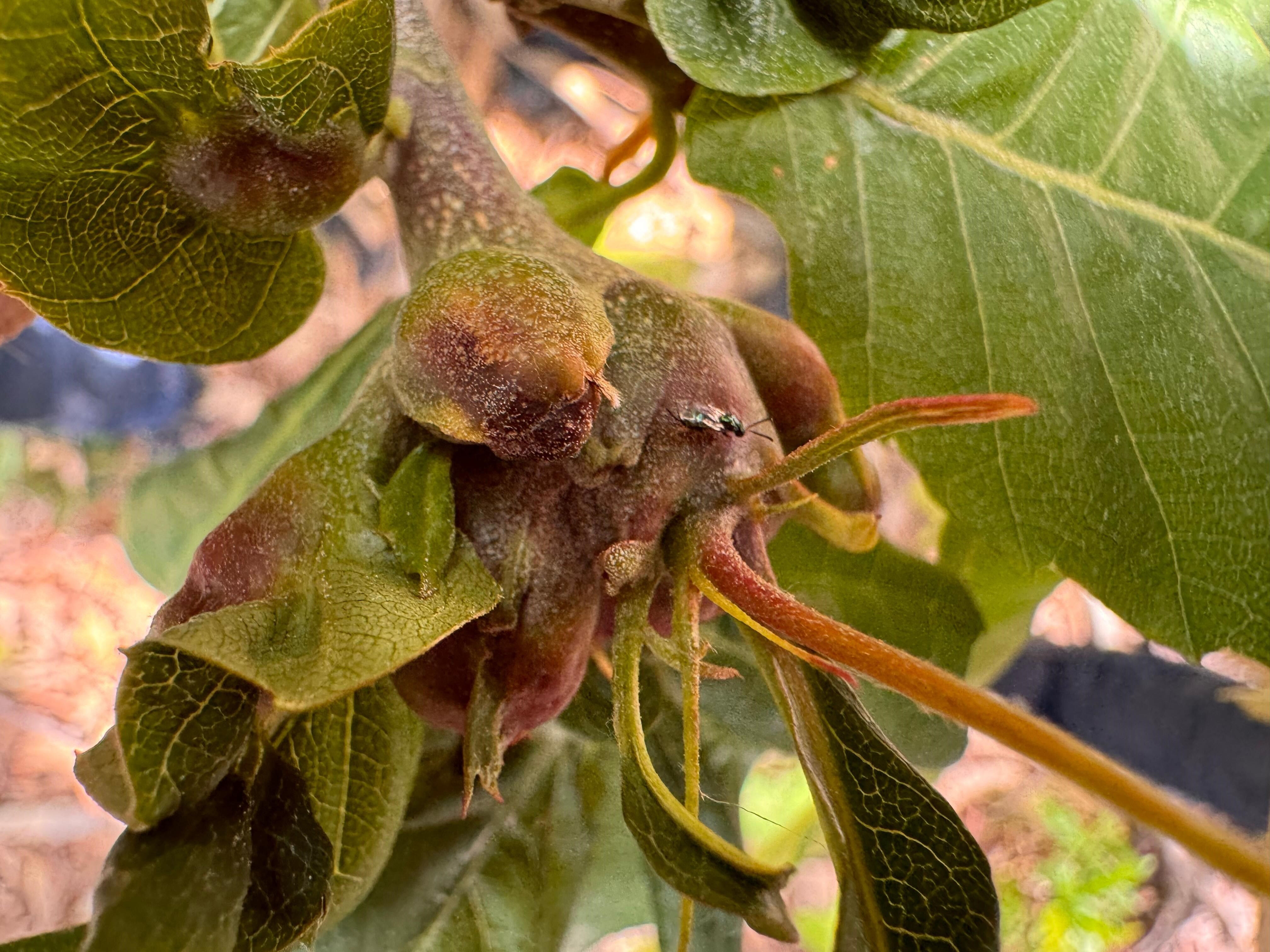İsmini daha önce hiç duymadınız! Arıcıların korkulu rüyası, bal üretimine neşter vuran tehlike... Pik yapmış durumda - 4. Resim