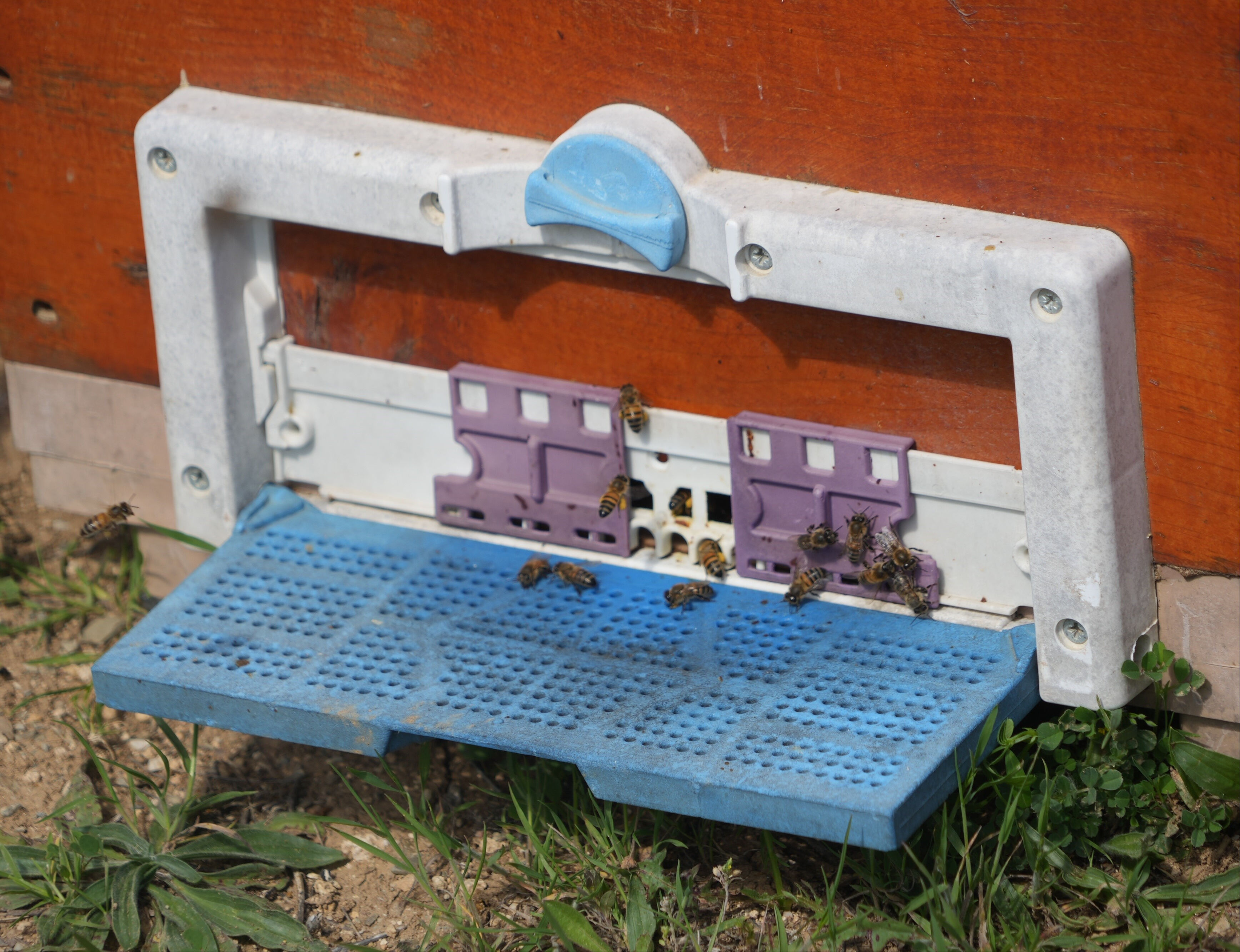 İsmini daha önce hiç duymadınız! Arıcıların korkulu rüyası, bal üretimine neşter vuran tehlike... Pik yapmış durumda - 3. Resim