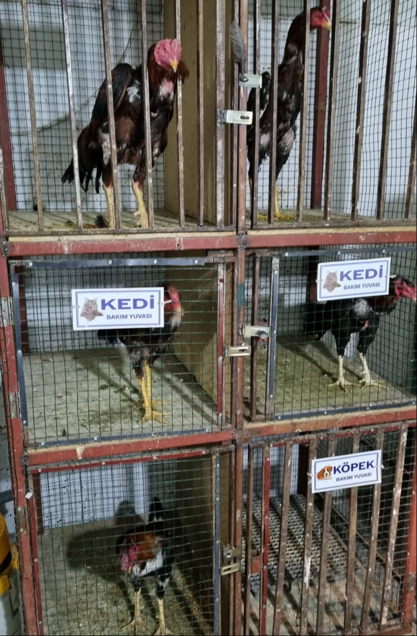 Kırşehir'de bir depoda horoz ringine baskın! 15 horoza el konuldu - 1. Resim