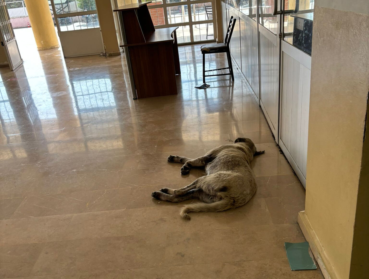 Okul bahçesindeki köpekler öğrencilerin kabusu oldu: Hastalık yayılmasından korkuyoruz! - 1. Resim