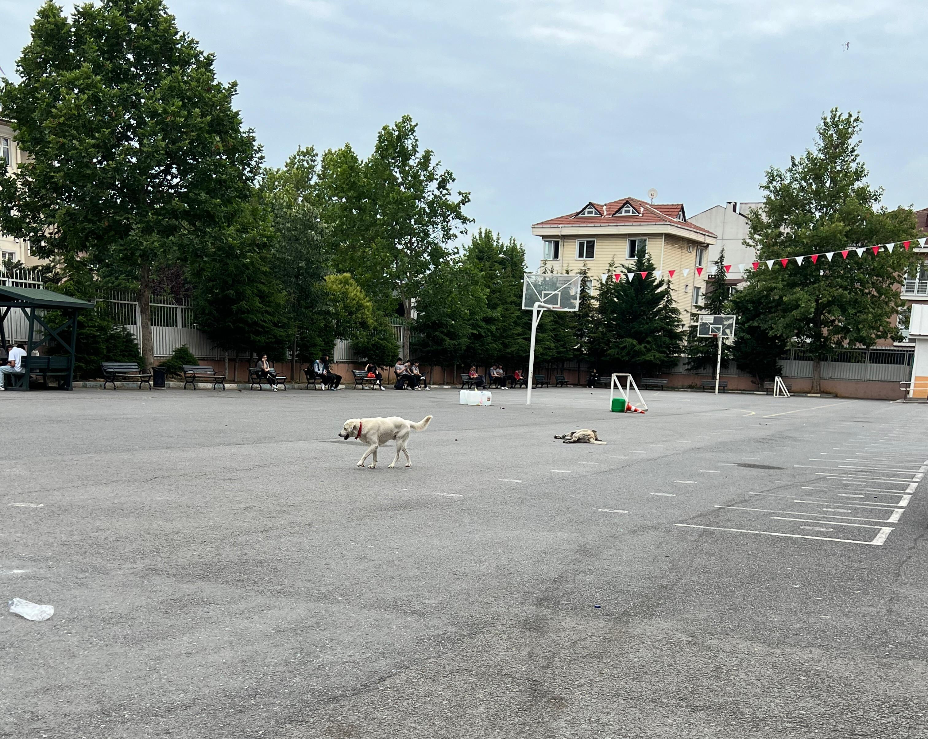 Okul bahçesindeki köpekler öğrencilerin kabusu oldu: Hastalık yayılmasından korkuyoruz! - 3. Resim