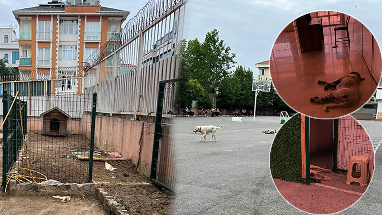 Okul bahçesindeki köpekler öğrencilerin kabusu oldu: Hastalık yayılmasından korkuyoruz! - Eğitim