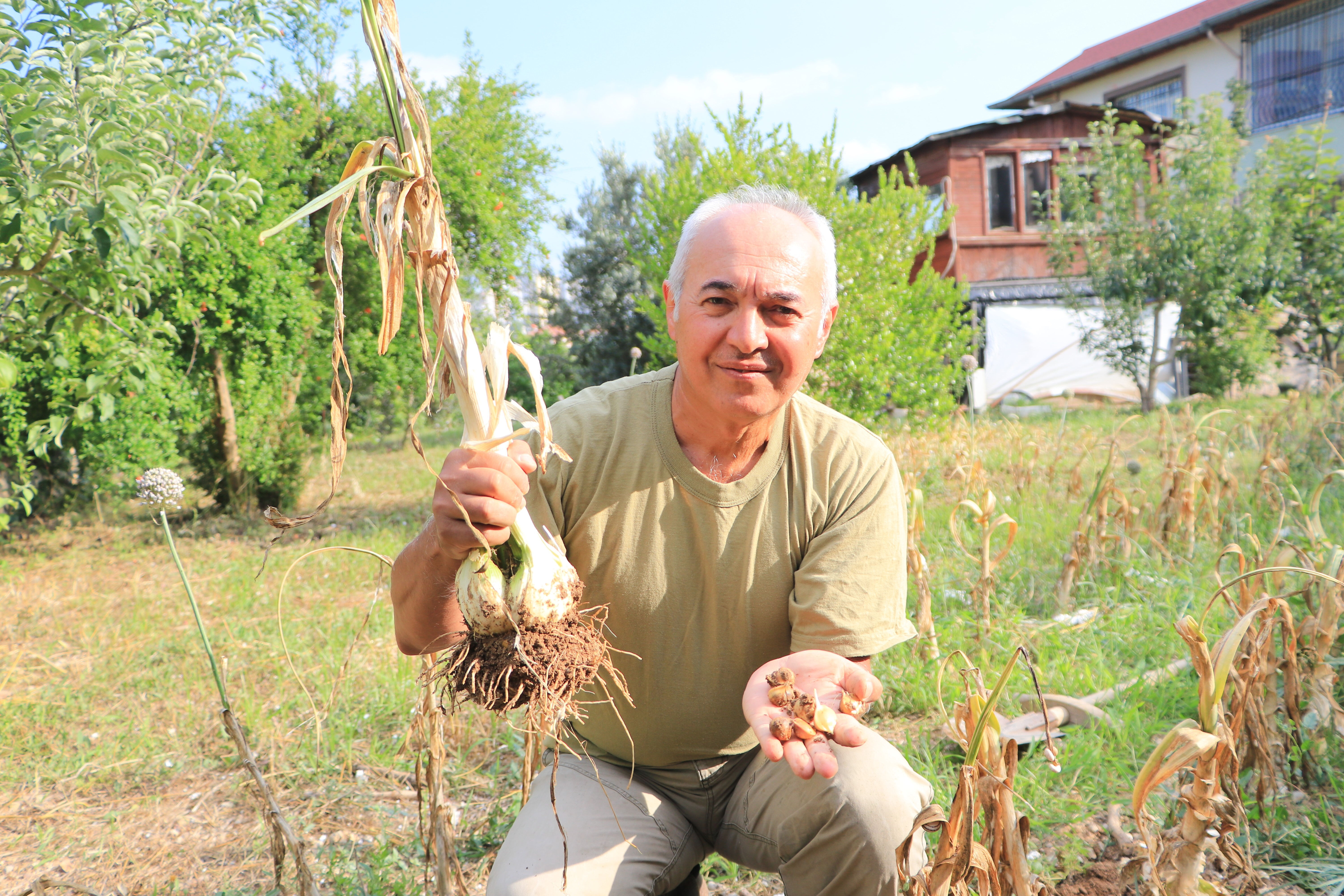 Sarımsak deyip geçmeyin! Gören bir daha bakıyor, adını duyan şaşırıyor: İşte diğer türlerden farkı... - 1. Resim