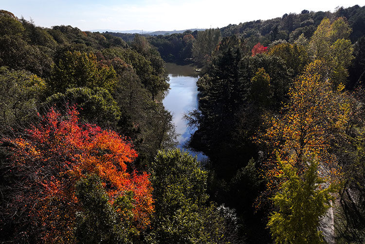 Atatürk Arboretumu, orman giriş yasakları kapsamında yer almıyor 2024 - 1. Resim