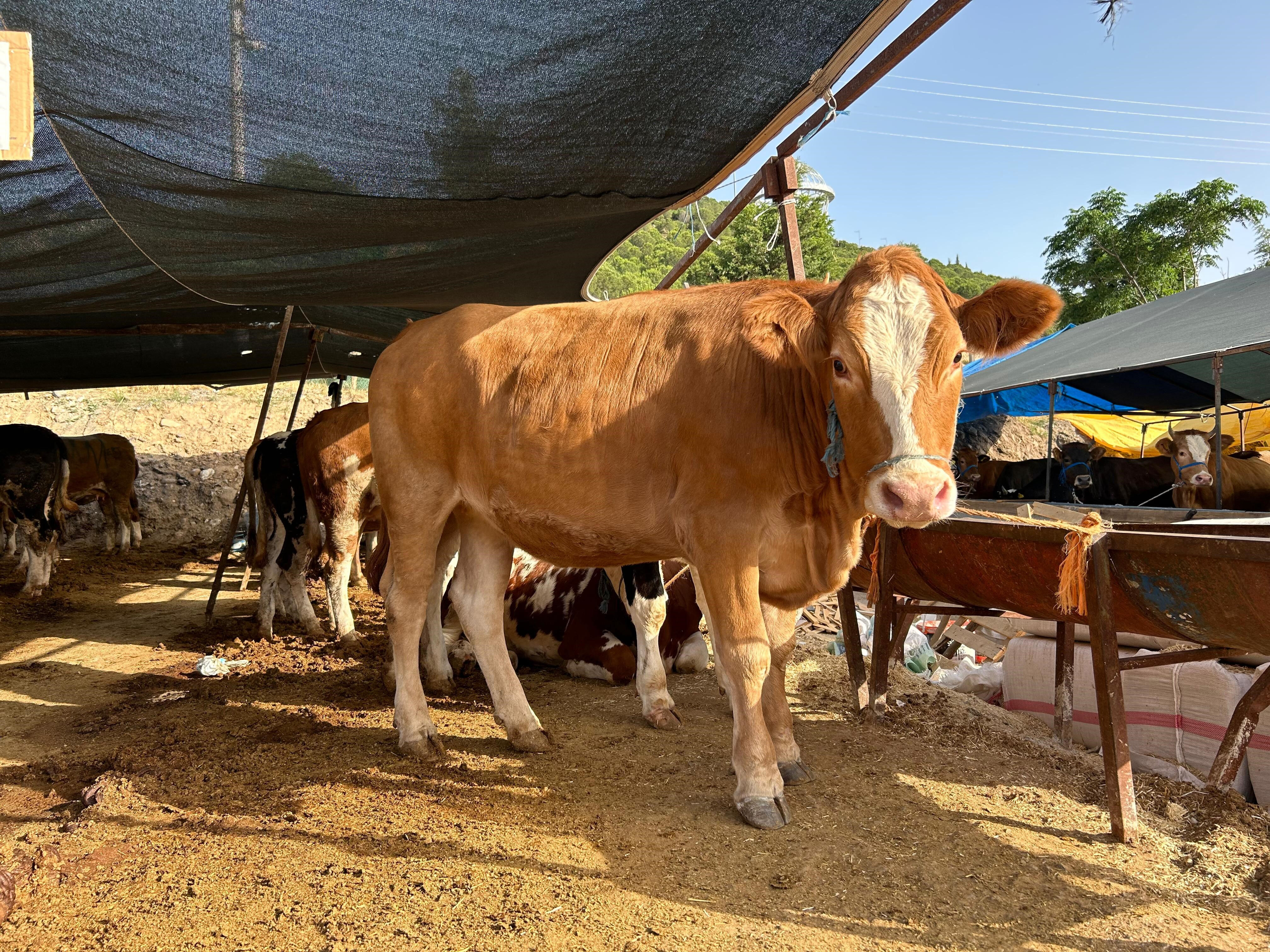 Tam 1 ton 50 kilogramlık kurbanlığın fiyatı şaşırttı - 3. Resim