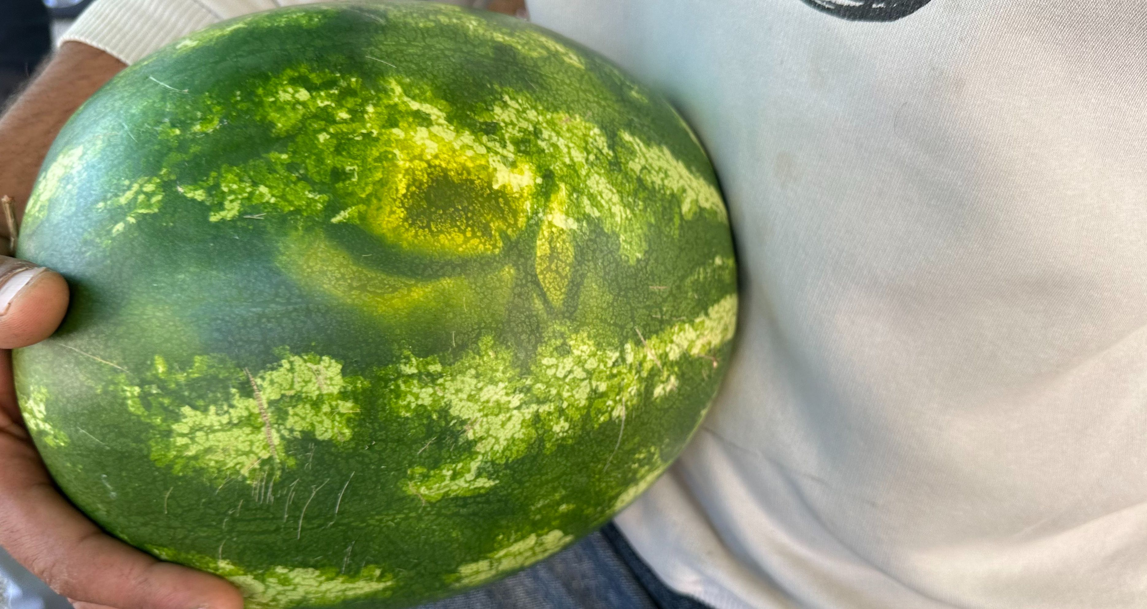 Bu karpuzu gören dönüp bir daha bakıyor! Bin lira verdiler, yine de satmadı - 2. Resim