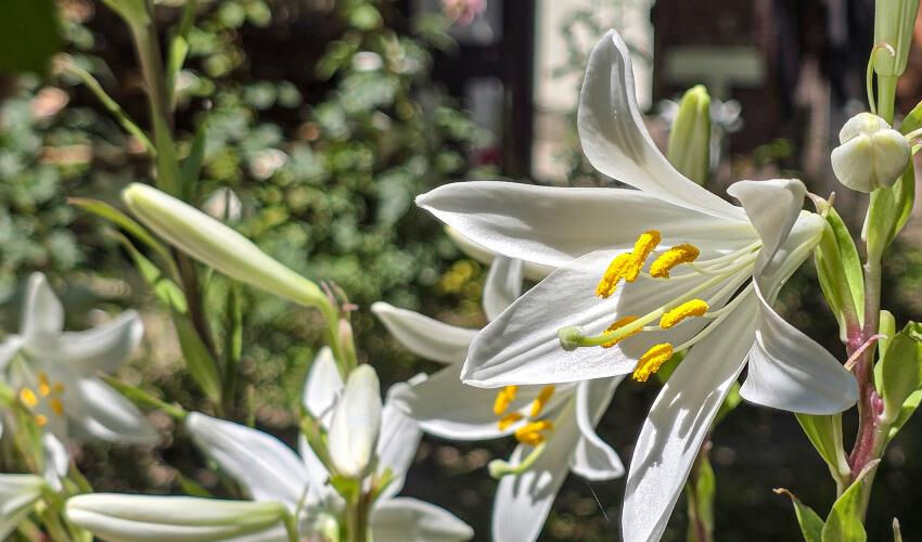 Kilosu 175 bin TL’den satılıyor! Karaciğeri yeniliyor, yaprakları doğal antibiyotik - 3. Resim