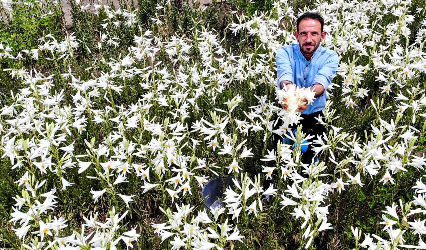 Kilosu 175 bin TL’den satılıyor! Karaciğeri yeniliyor, yaprakları doğal antibiyotik - 1. Resim