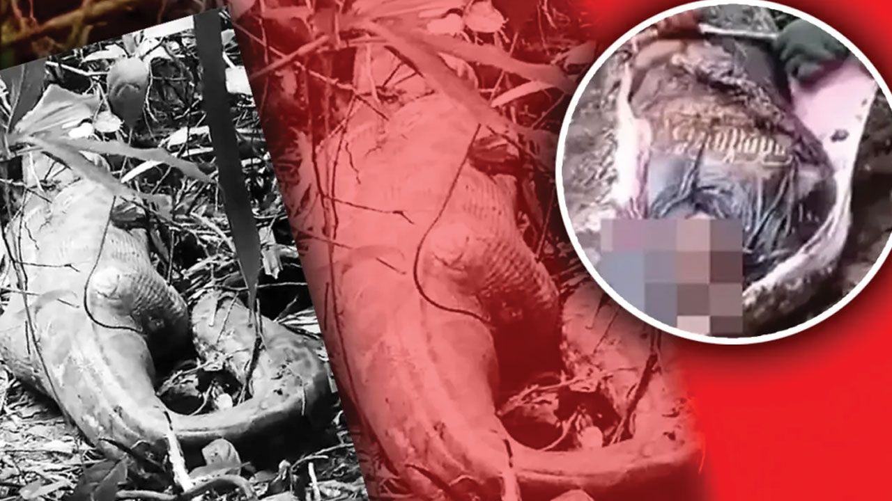 Endonezya&#039;da kaybolan kadın 5 metrelik pitonun midesinden çıktı