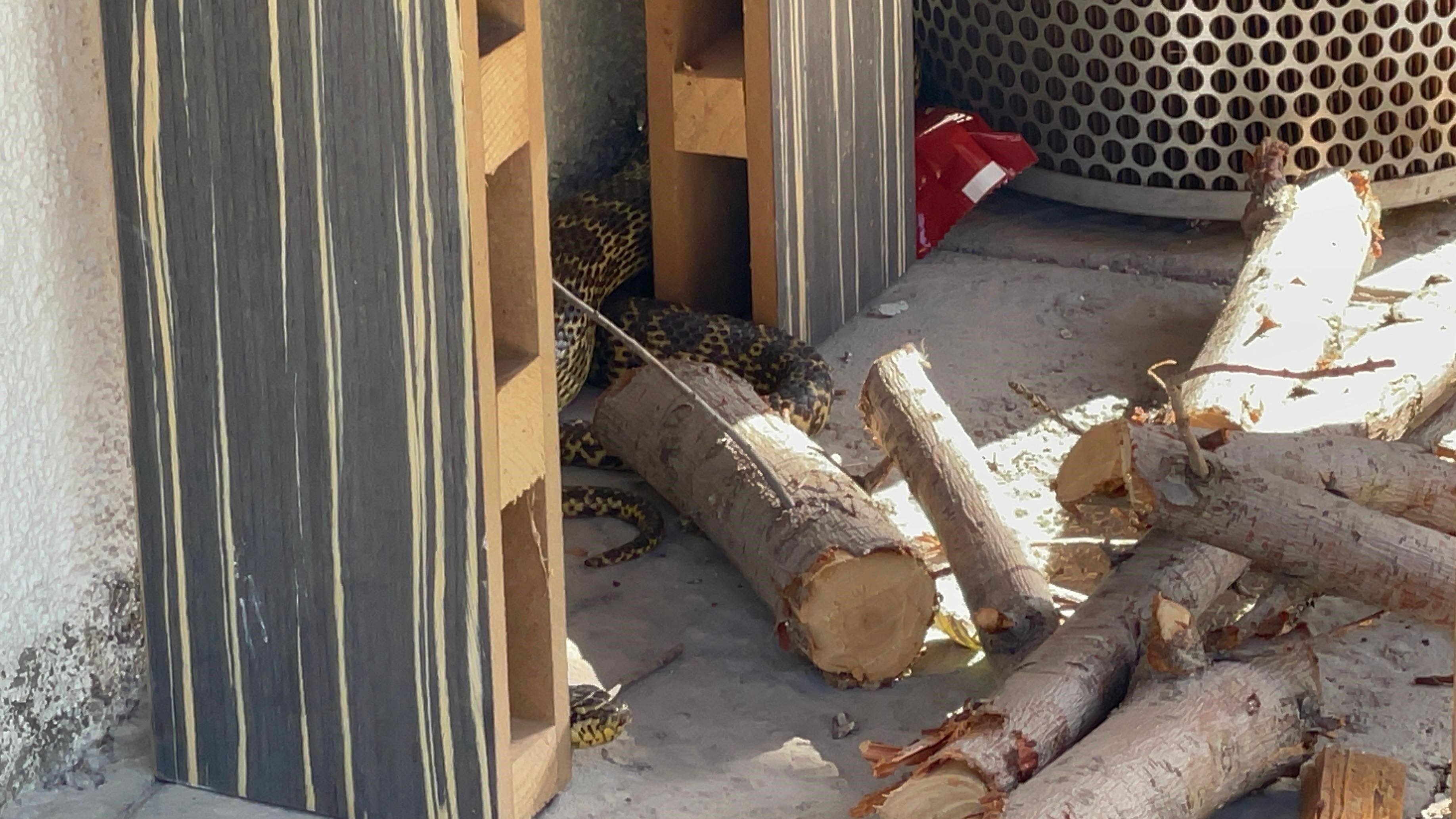 Her yerden çıkıyor, vatandaşa korku salıyorlar! Uzman isimden dikkat çeken yılan uyarısı - 2. Resim