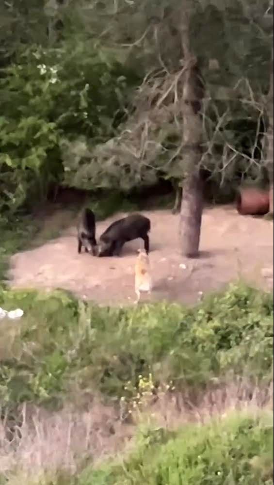 İstanbul'un göbeğinde yaban domuzu görüldü! İstanbul'un göbeğinde yaban domuzu görüldü! - 3. Resim