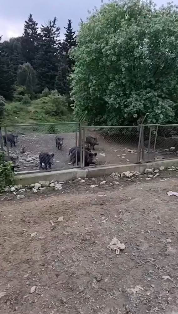 İstanbul'un göbeğinde yaban domuzu görüldü! İstanbul'un göbeğinde yaban domuzu görüldü! - 1. Resim