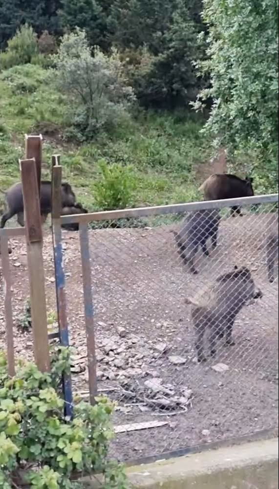 İstanbul'un göbeğinde yaban domuzu görüldü! İstanbul'un göbeğinde yaban domuzu görüldü! - 2. Resim