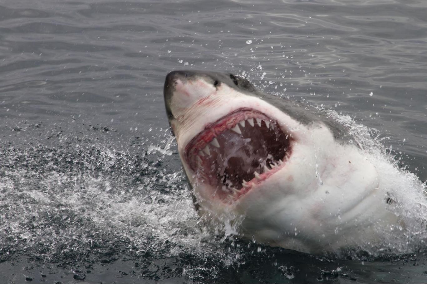 Plajda köpek balıklarına yem oluyorlardı! Kolunun bir kısmını kaptırdı - 1. Resim