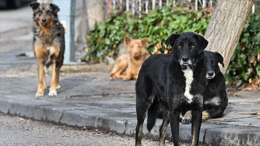 Şanlıurfa'da kuduz köpek saldırıları hayatları riske atıyor - 1. Resim