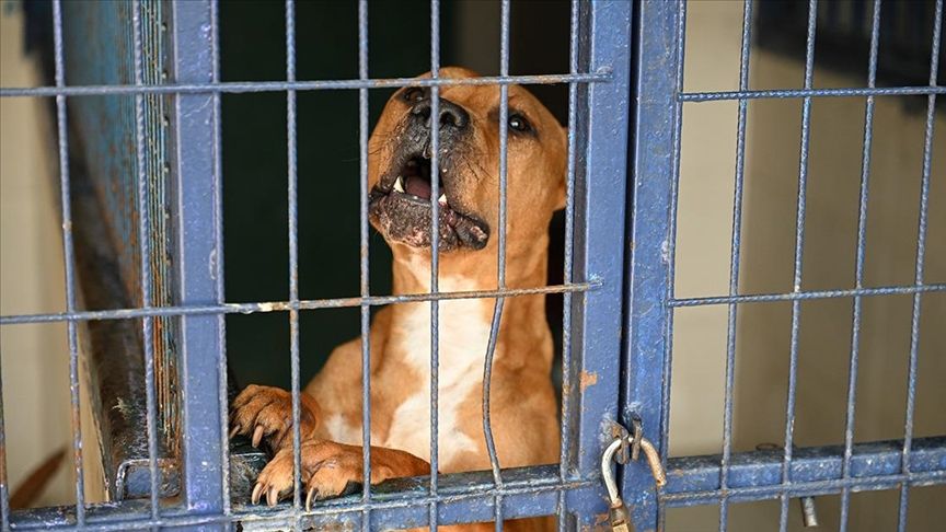 Şanlıurfa'da kuduz köpek saldırıları hayatları riske atıyor - 3. Resim