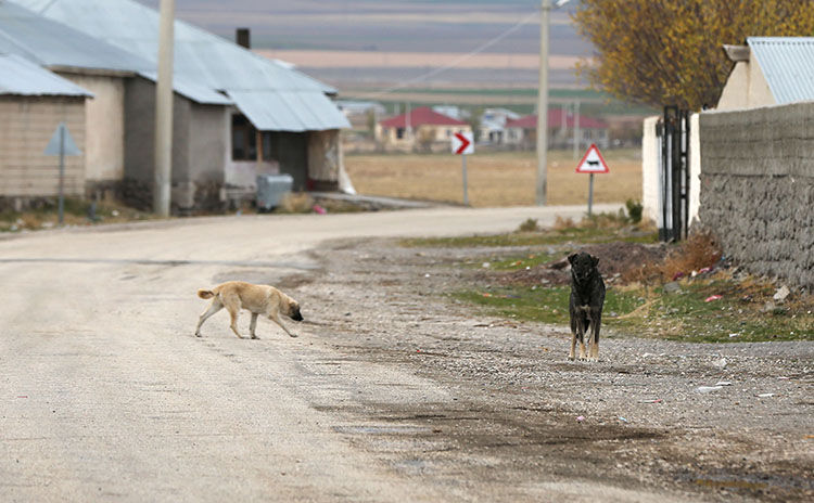 DSÖ'den kuduz sorununun çözümü için 'sorumluluk alınmalı' çağrısı! Türkiye riskli ülkeler listesinde - 4. Resim