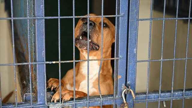 DSÖ'den kuduz sorununun çözümü için 'sorumluluk alınmalı' çağrısı! Türkiye riskli ülkeler listesinde - 1. Resim