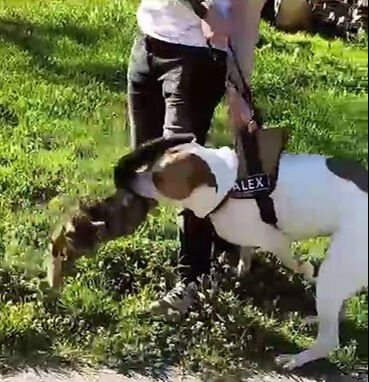 Esenler'de kediyi boğarak öldüren pitbull sahibini de ısırdı - 1. Resim