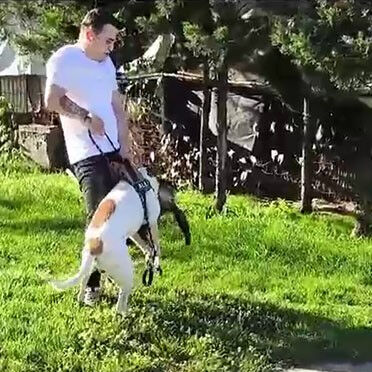 Esenler'de kediyi boğarak öldüren pitbull sahibini de ısırdı - 2. Resim