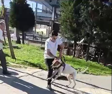 Esenler'de kediyi boğarak öldüren pitbull sahibini de ısırdı - 3. Resim
