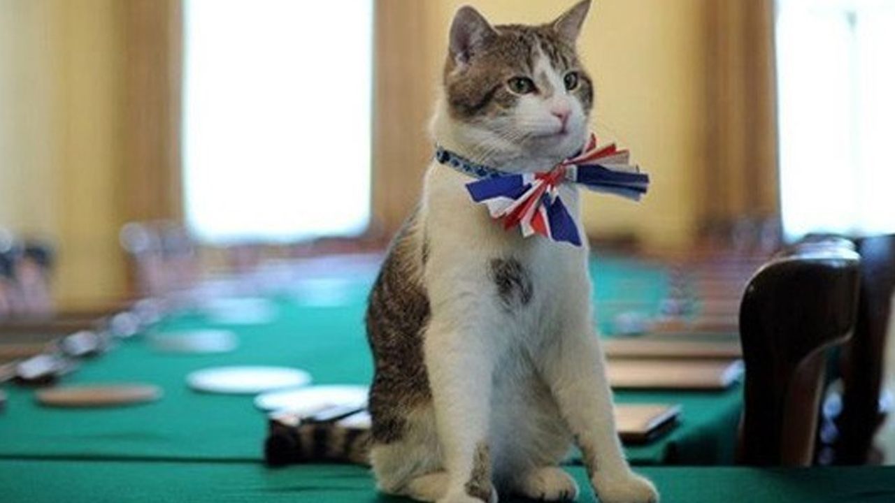 İngiltere&#039;den &#039;evcil kedi&#039; kararı: Artık zorunlu olacak