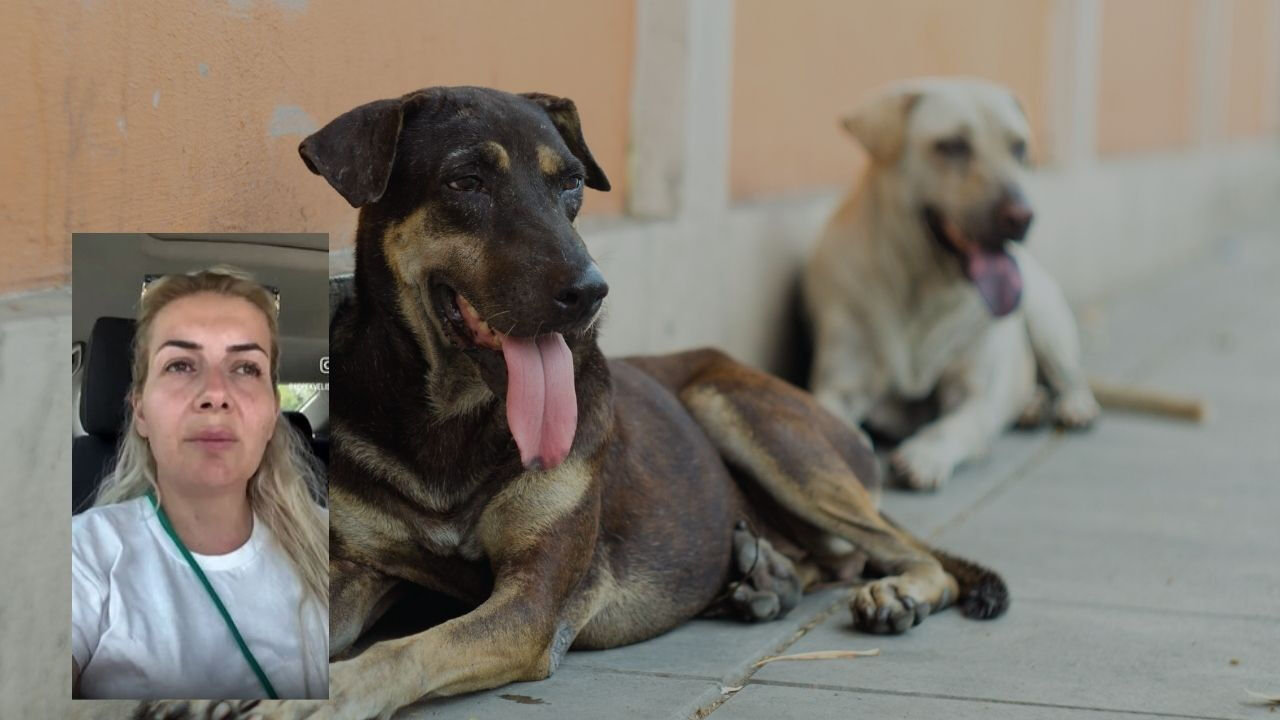 Kuduz köpekleri Ankara'ya götüren Buket Özgünlü tutuklandı - 1. Resim