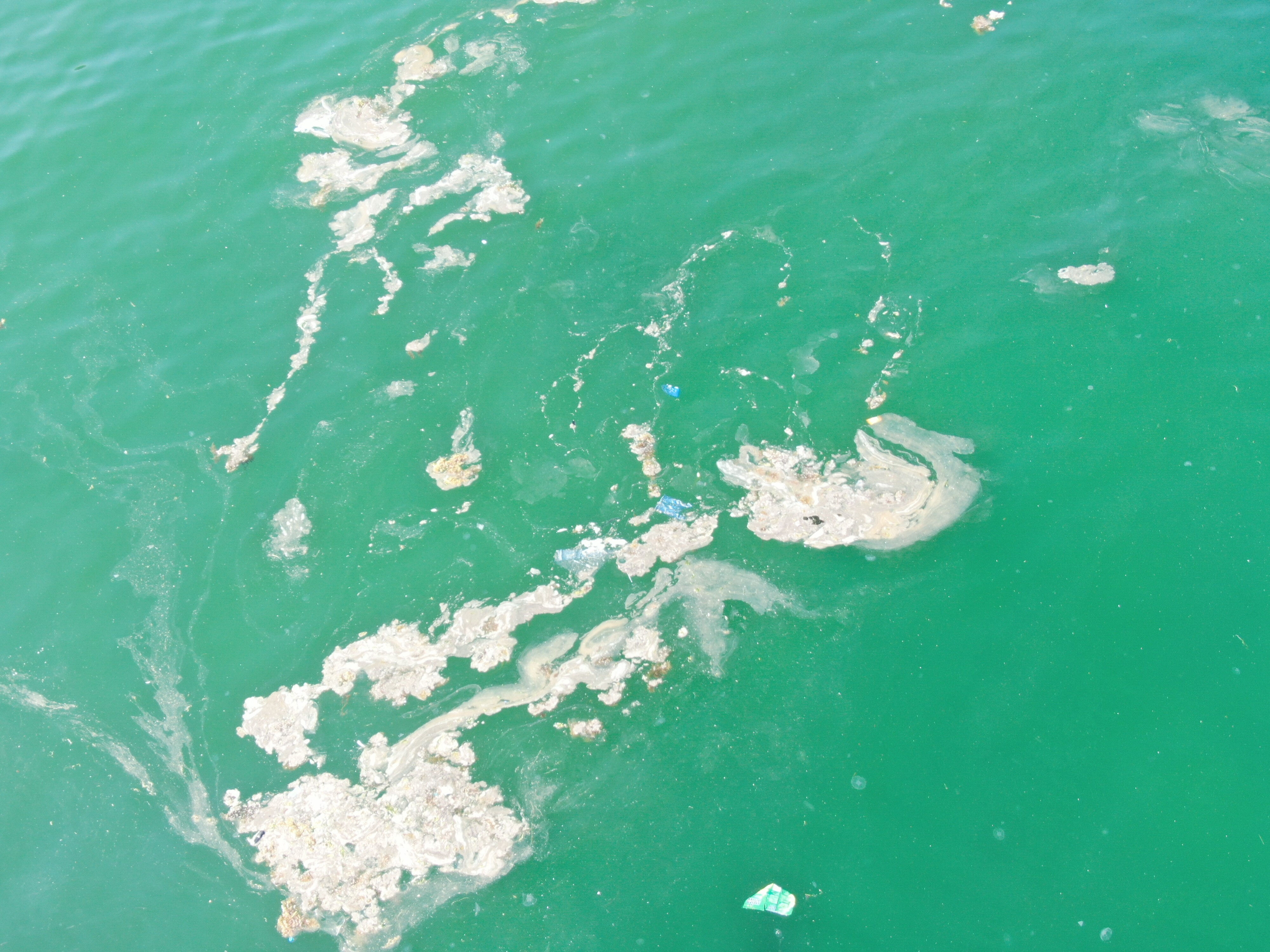 Marmara'yı saran tehlike yeniden ortaya çıktı! İstanbul'da müsilaj görüldü, uzmanlardan 'görünce kaçın' uyarısı geldi Marmara'yı saran tehlike yeniden ortaya çıktı! İstanbul'da müsilaj görüldü, uzmanlardan 'görünce kaçın' uyarısı geldi - 2. Resim