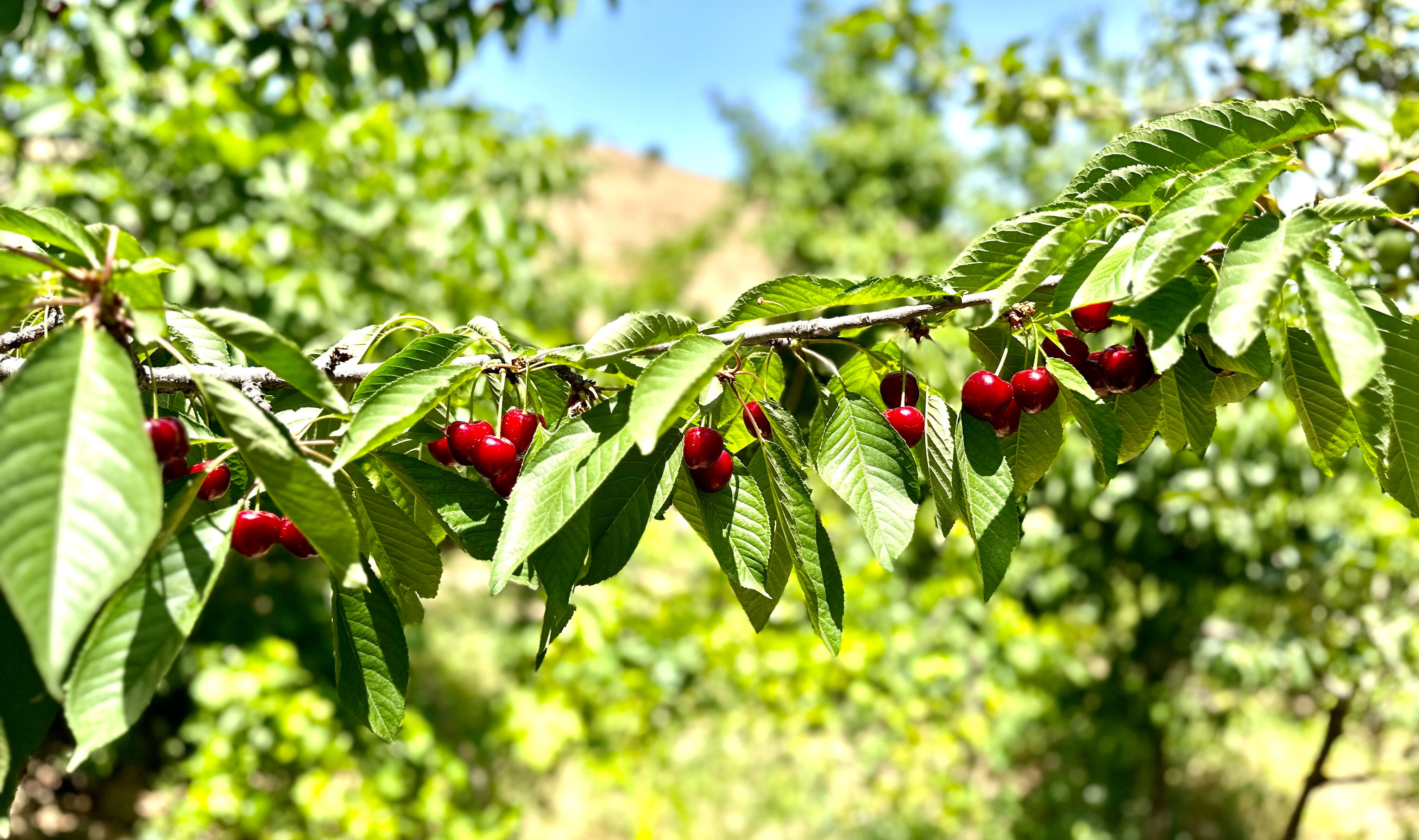 Memur 40 alıyor, onlar 60 bin TL veriyor! İşçi bulamıyorlar, kendileri çalışıyorlar - 1. Resim