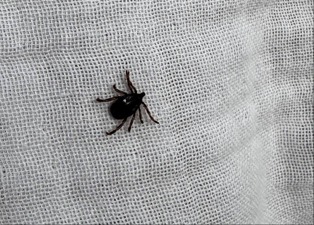 Ölümcül kırım-kongo kanamalı ateşi kurbanlıklarla tüm yurda yayılabilir Ölümcül kırım-kongo kanamalı ateşi kurbanlıklarla tüm yurda yayılabilir - 4. Resim