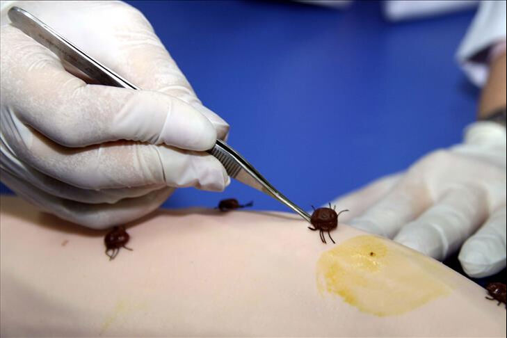 Sivas Valiliği'nden kene uyarısı! 22 pozitif vaka tespit edildi - 1. Resim