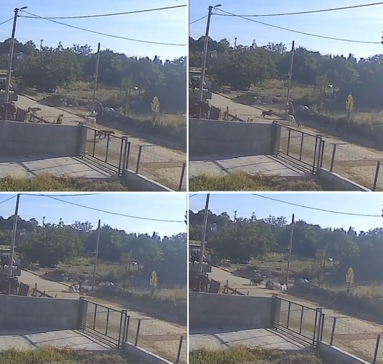 6 başıboş köpek yoldan geçen bir kadına saldırdı! Balıkesir Bandırma'daki dehşet anları kameraya yansıdı 6 başıboş köpek yoldan geçen bir kadına saldırdı! Balıkesir Bandırma'daki dehşet anları kameraya yansıdı - 1. Resim