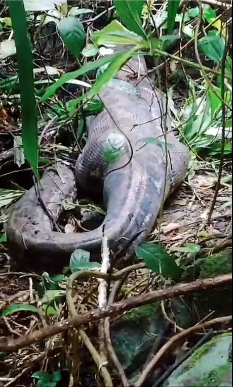 Endonezya'da kaybolan bir kadın 5 metrelik piton yılanın midesinde bulundu! - 1. Resim