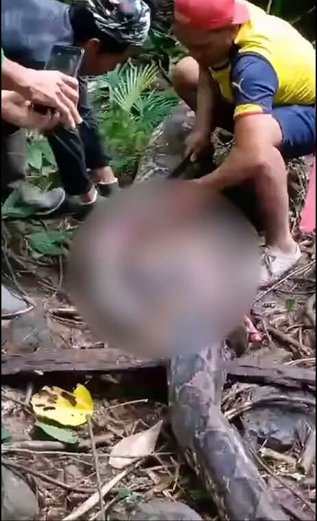 Endonezya'da kaybolan bir kadın 5 metrelik piton yılanın midesinde bulundu! - 2. Resim