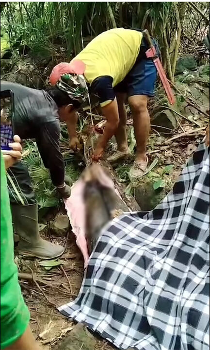 Endonezya'da kaybolan bir kadın 5 metrelik piton yılanın midesinde bulundu! - 3. Resim